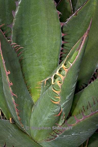 agave shawii 3 graphic